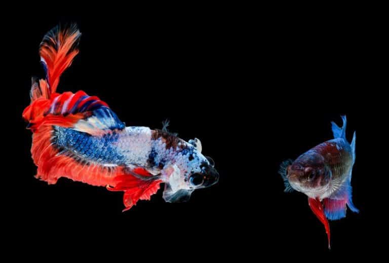 How To Know If Betta Fish Is Male Or Female