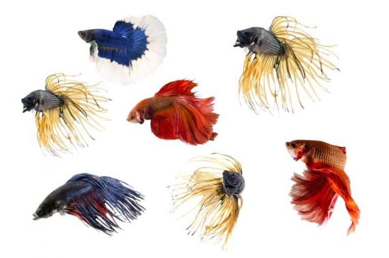 Group ofSiamese fighting fish, Beta fish on white background