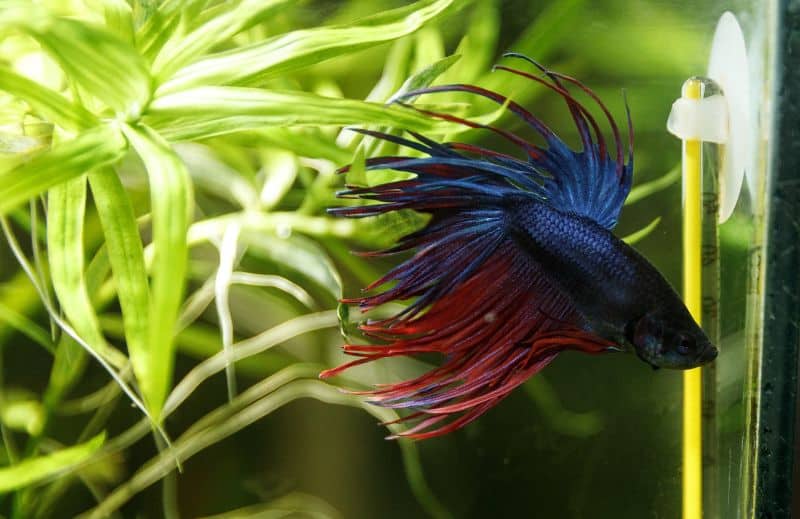 how-often-do-you-clean-a-betta-fish-tank-lovemybetta