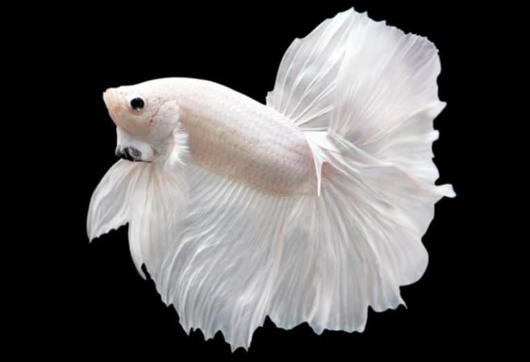 Platinum Betta Fish